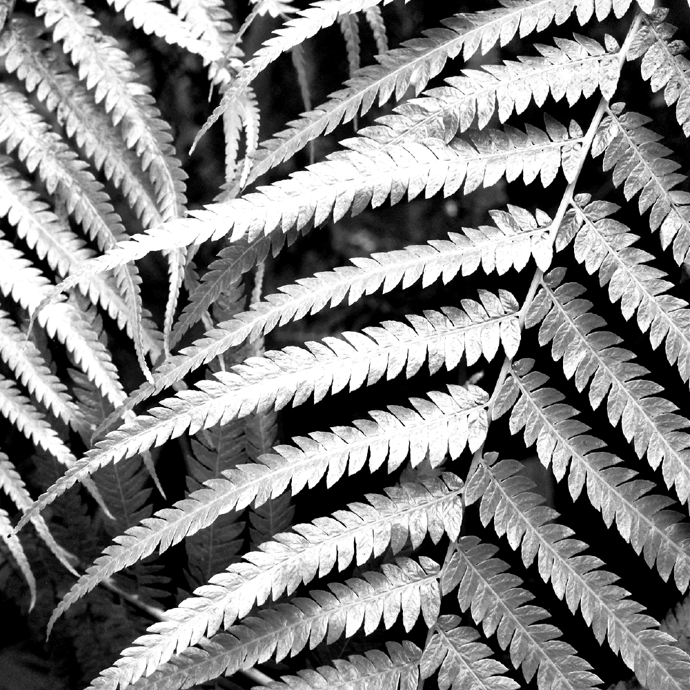 nybg fern