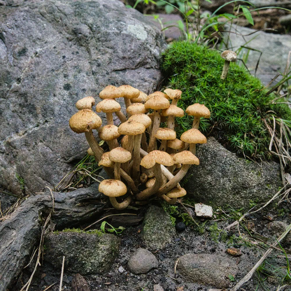 ringless honey mushrooms