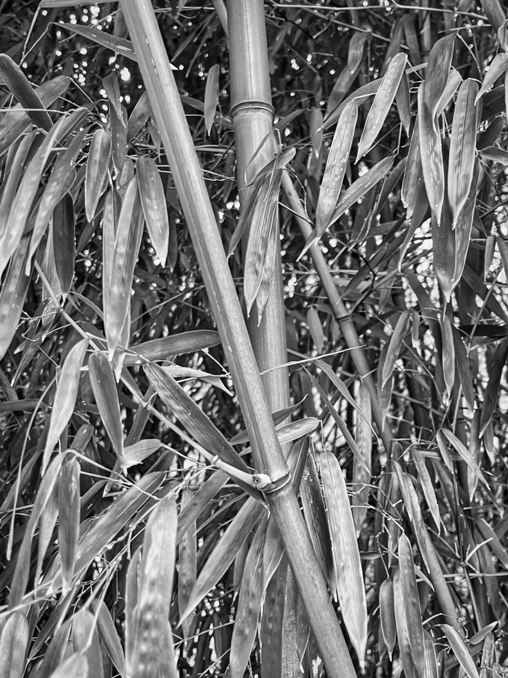 slanted bamboo