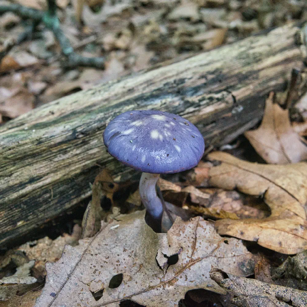 spotted cort mushroom