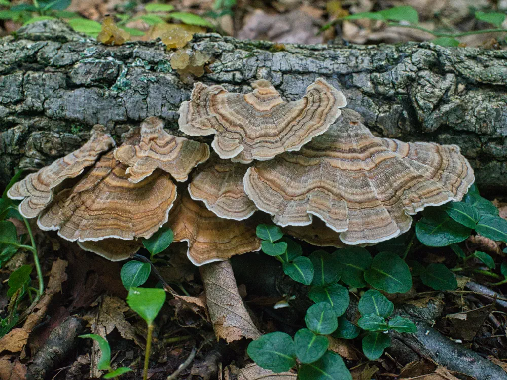 turkey tail fungus