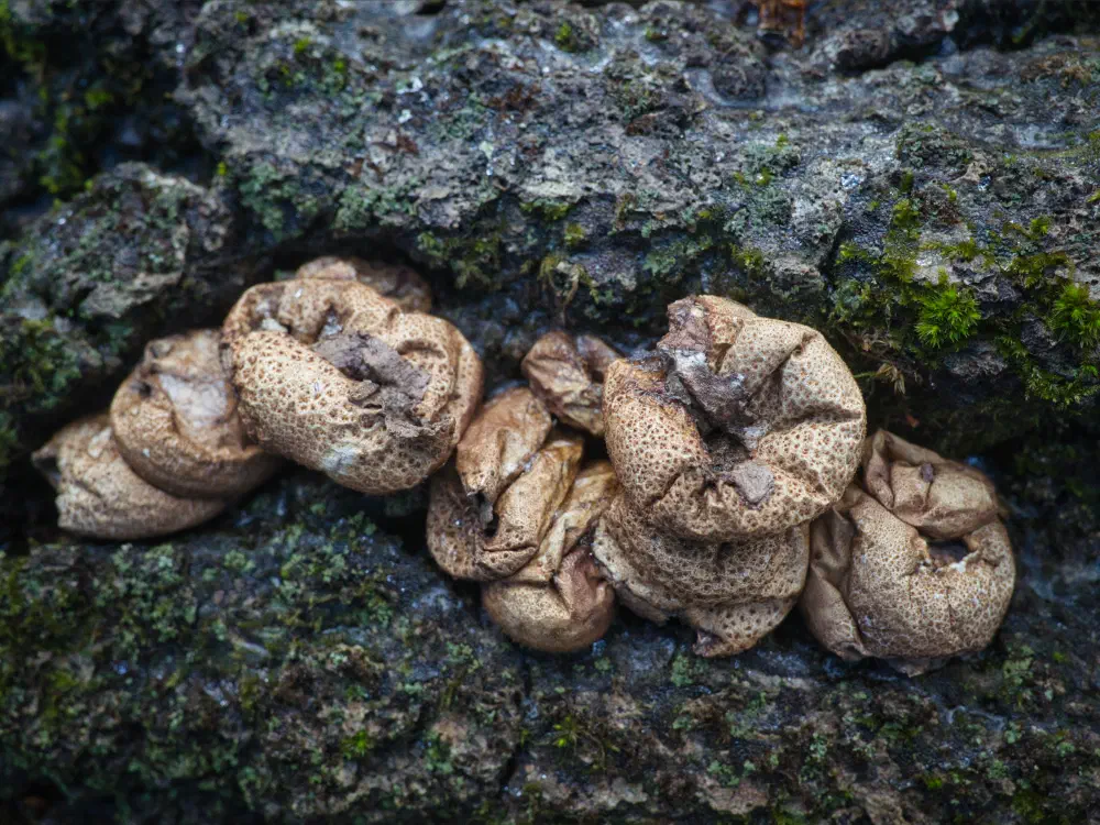 unpuffed puff ball mushrooms