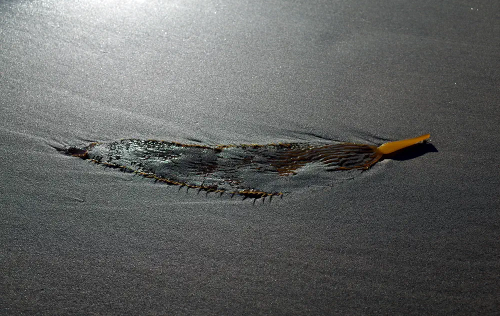 venice beach kelp