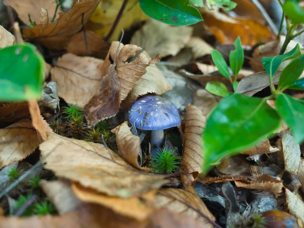 viscid violet cort mushroom