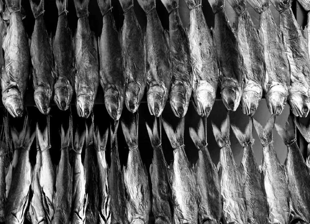 dried fish hanging coloane