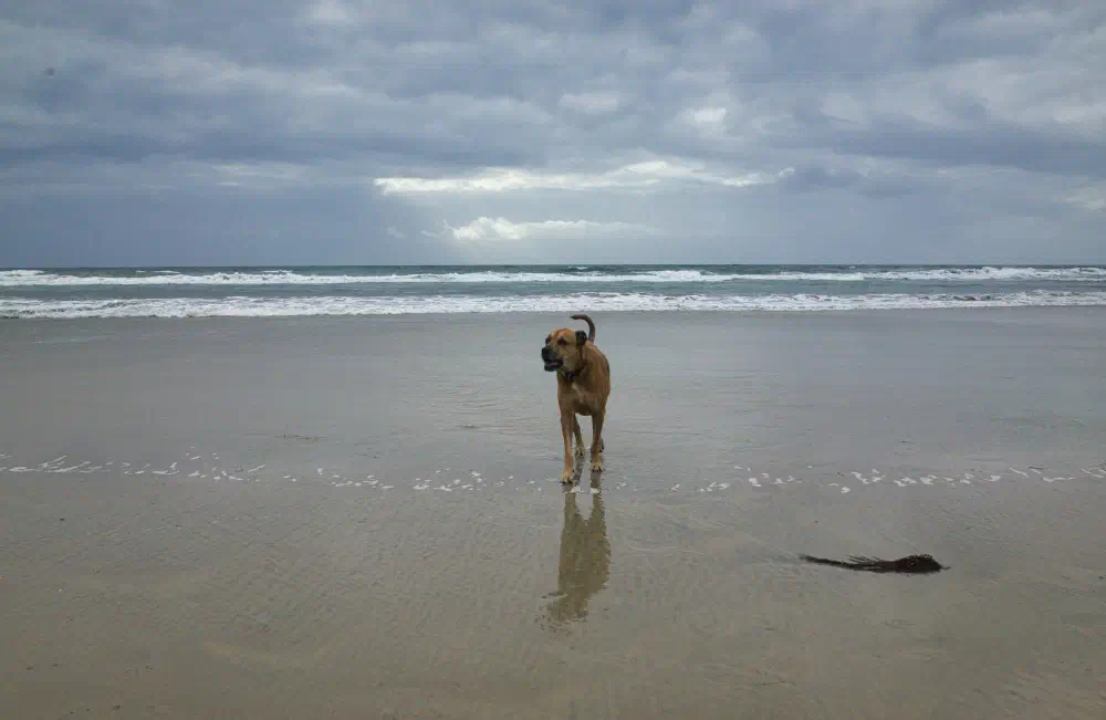 otis dog san diego beach